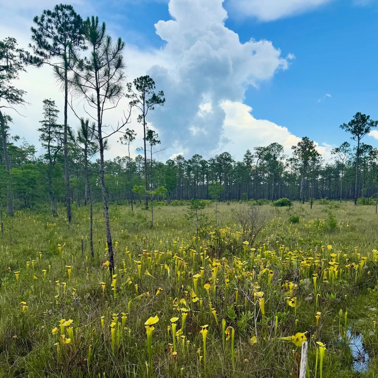 An open longleaf pine savanna dotted with yellow pitcher plants under a blue sky