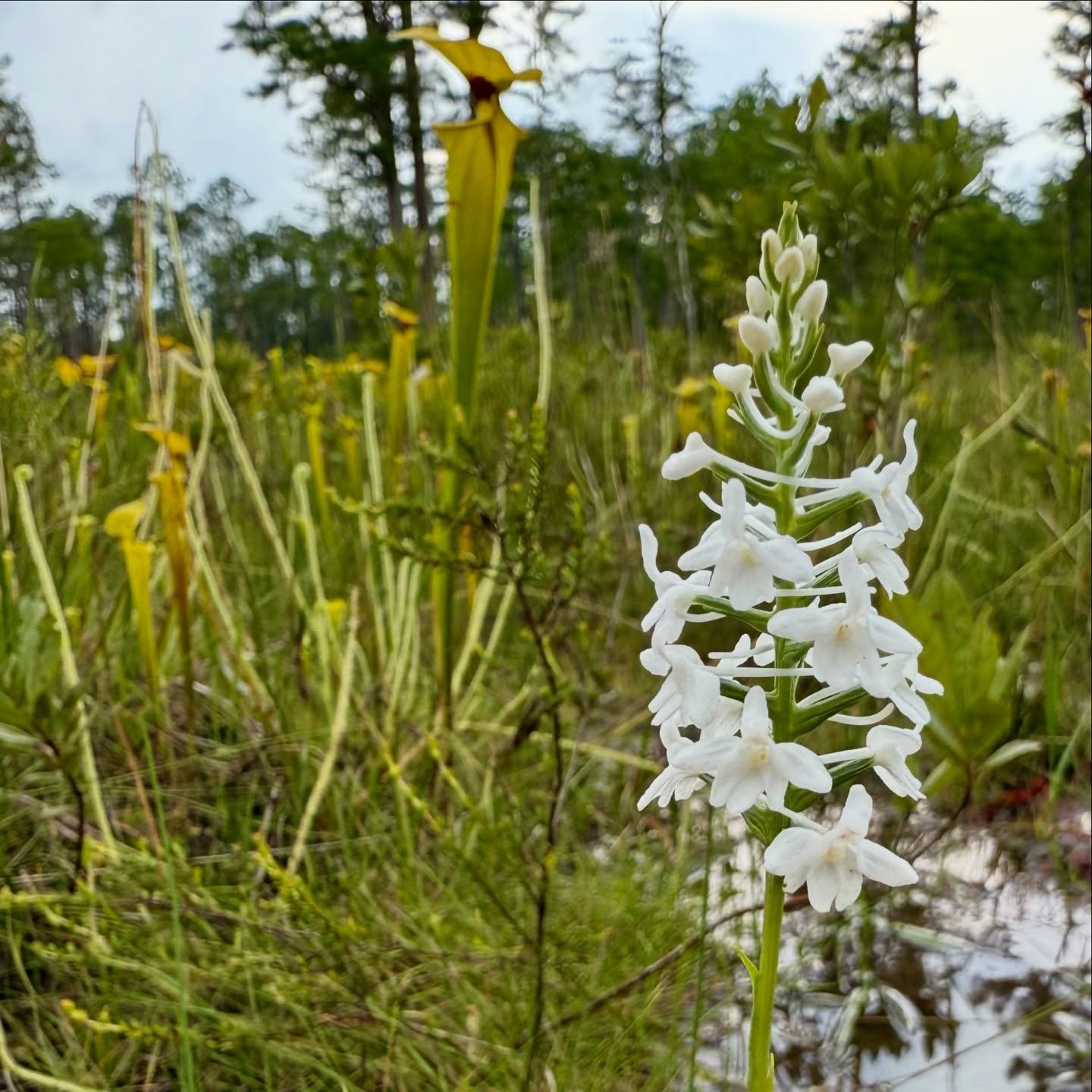 A white spike of snowy orchid flowers in a wet savanna
