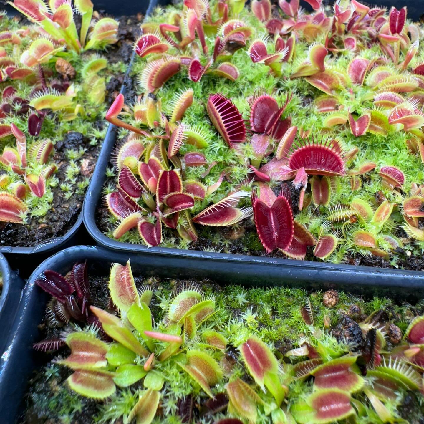 Trays of seed-grown Venus flytraps with different colors and trap shapes