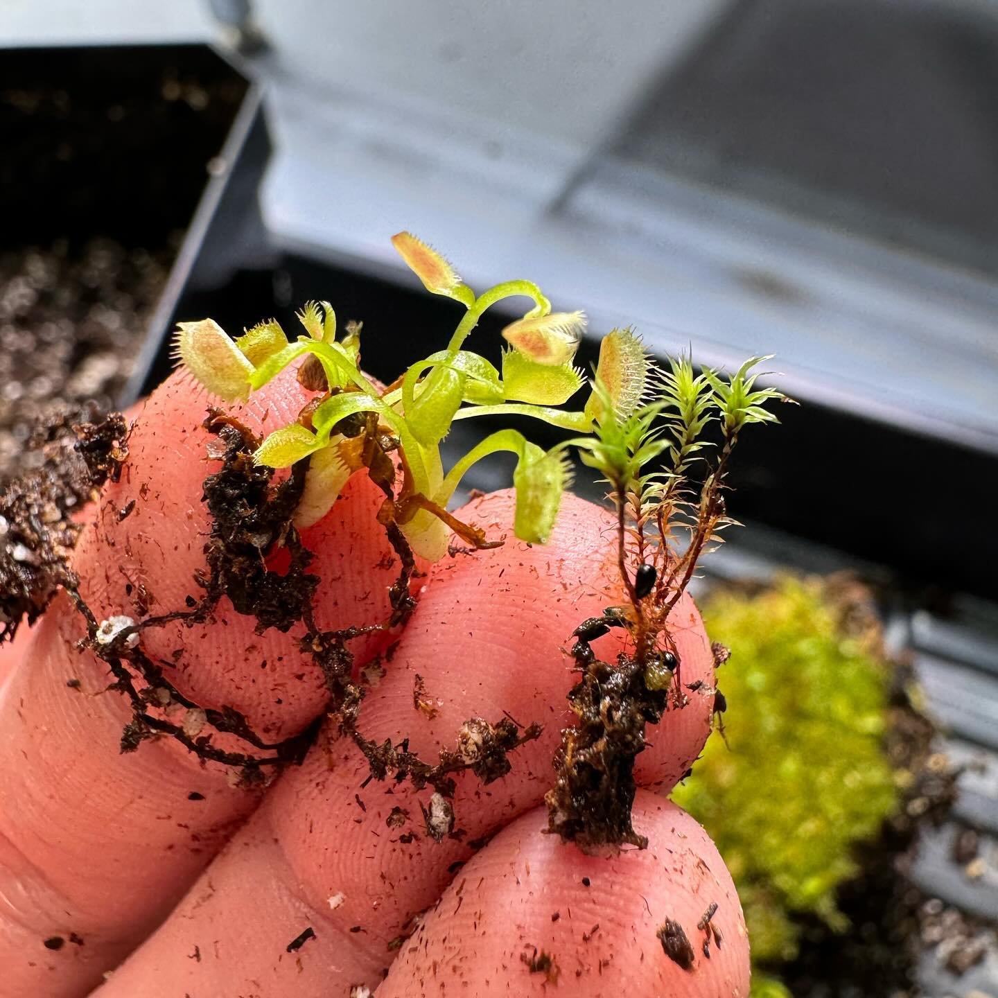 Fingers holding young flytrap seedlings pulled from a mossy pot