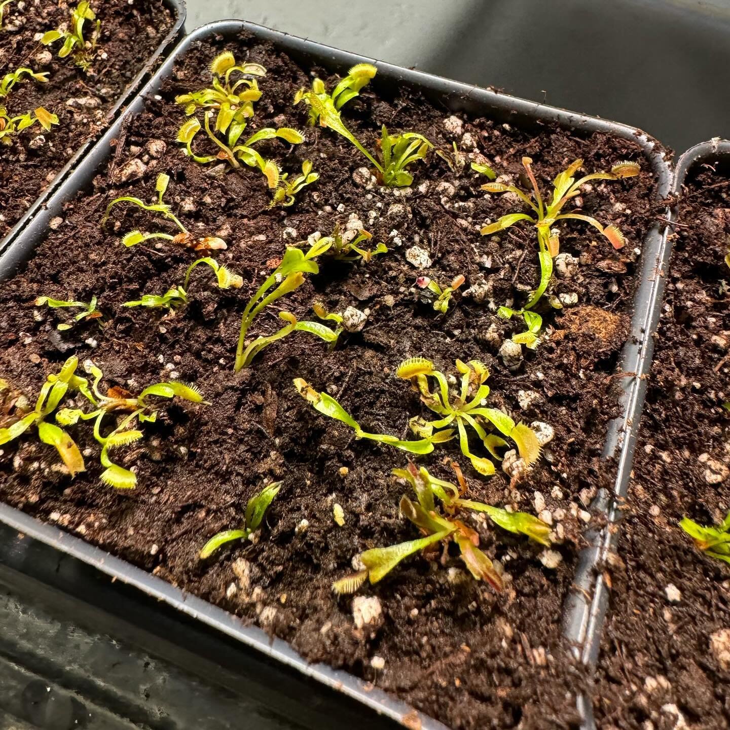 A tray of young flytrap seedlings in rows