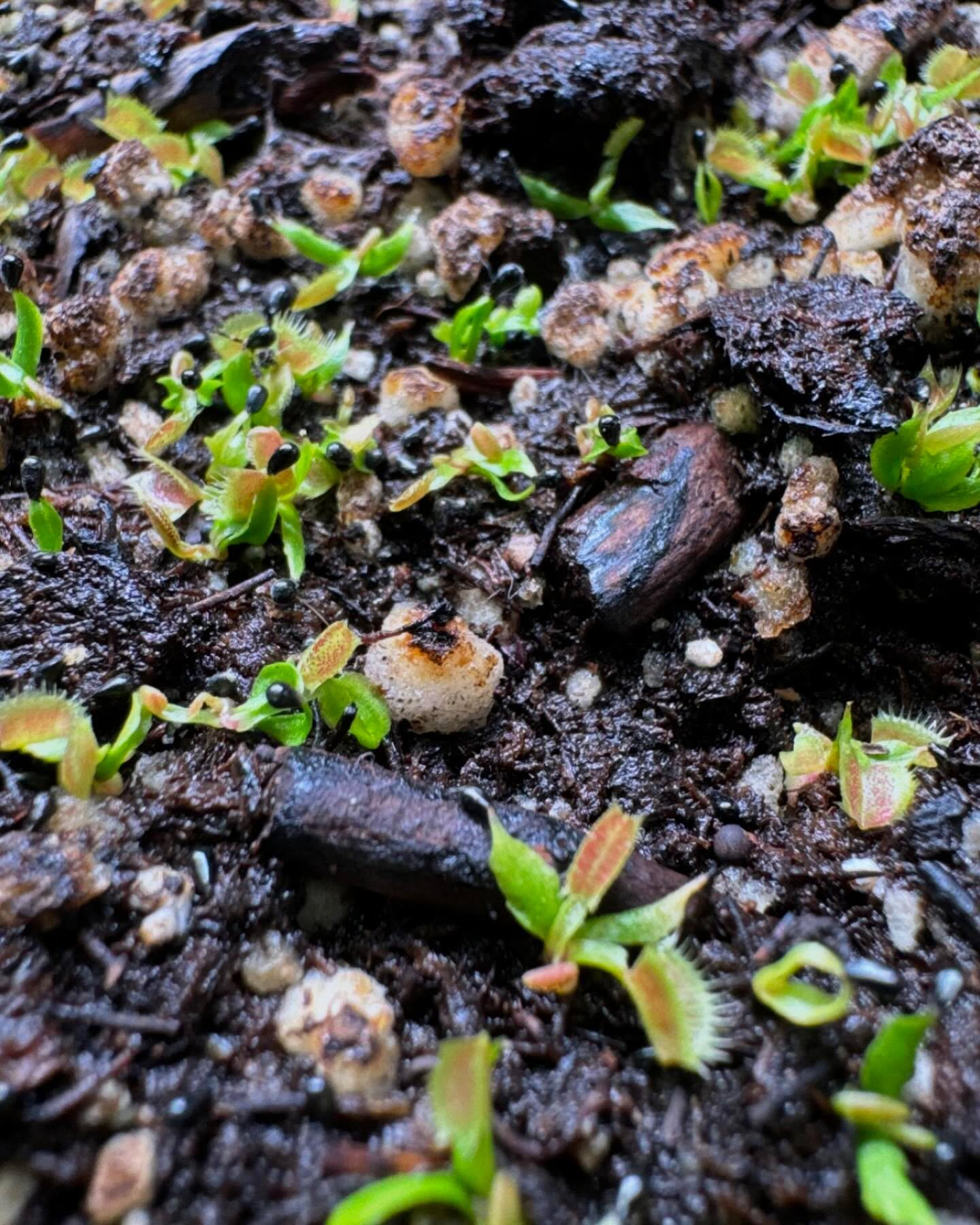 Tiny newly germinated Venus flytrap seedlings on dark potting mix