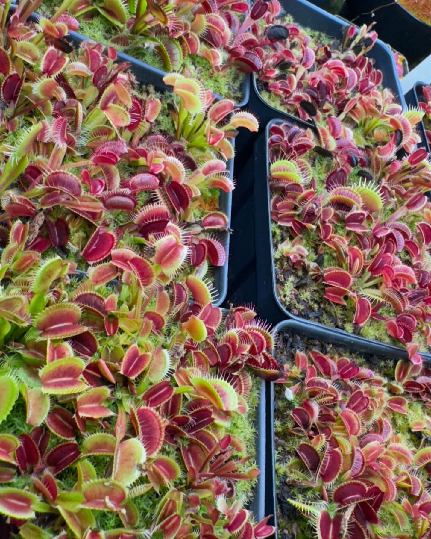 Seed-grown Venus flytraps crowded together showing varied red coloring