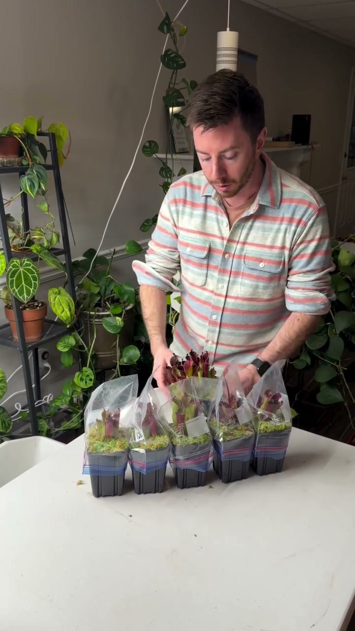 A row of freshly potted Heliamphora divisions in clear plastic bags
