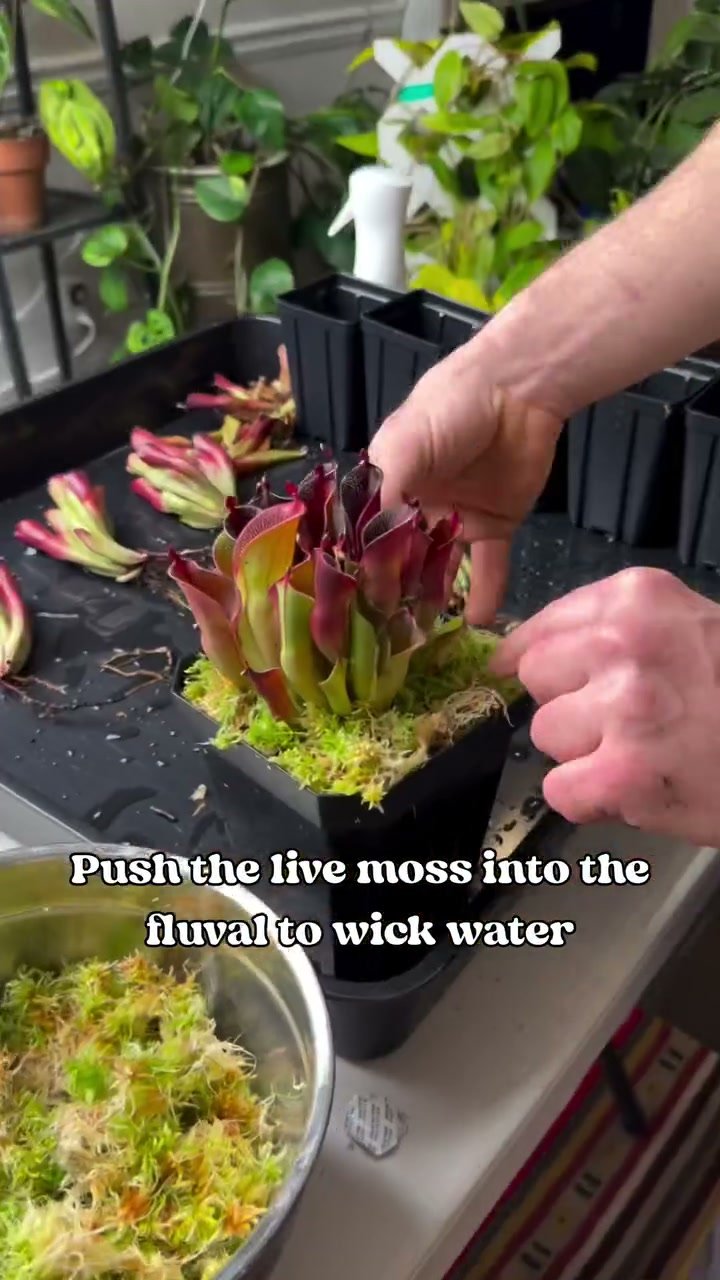 A freshly potted Heliamphora division being top-dressed with live sphagnum