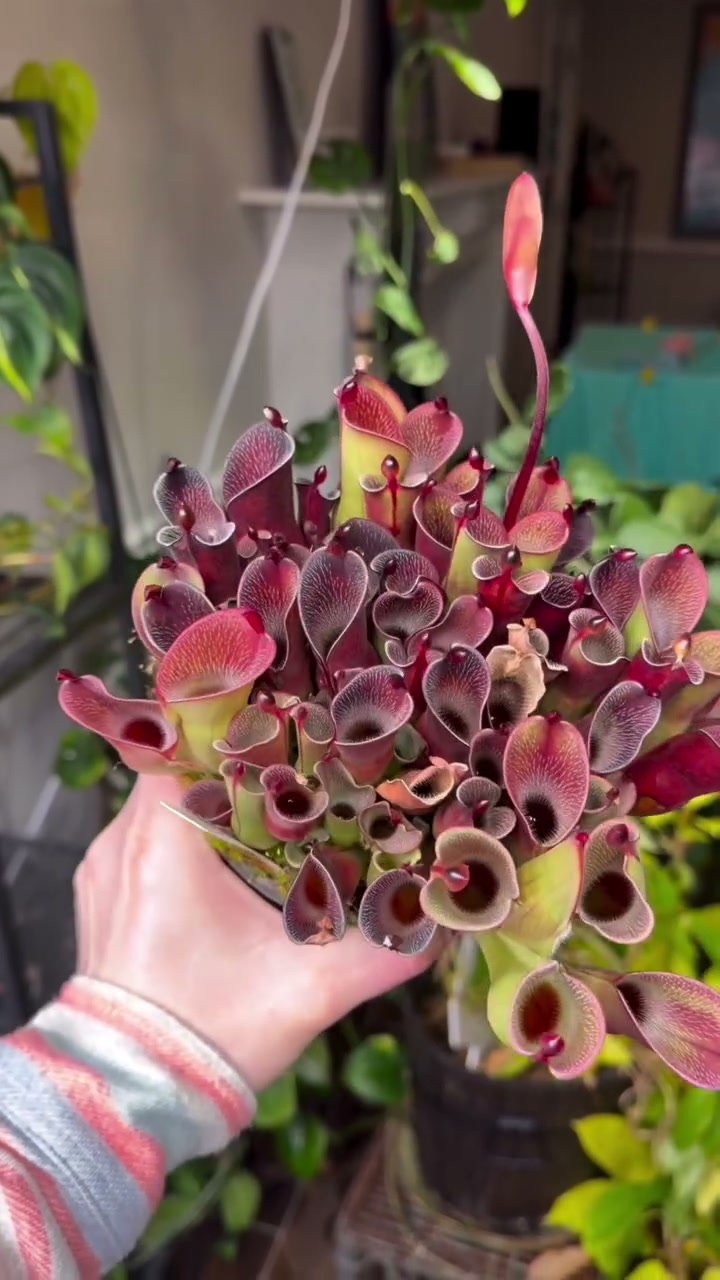 A Heliamphora pulchella clump with red and green pitchers, ready to repot