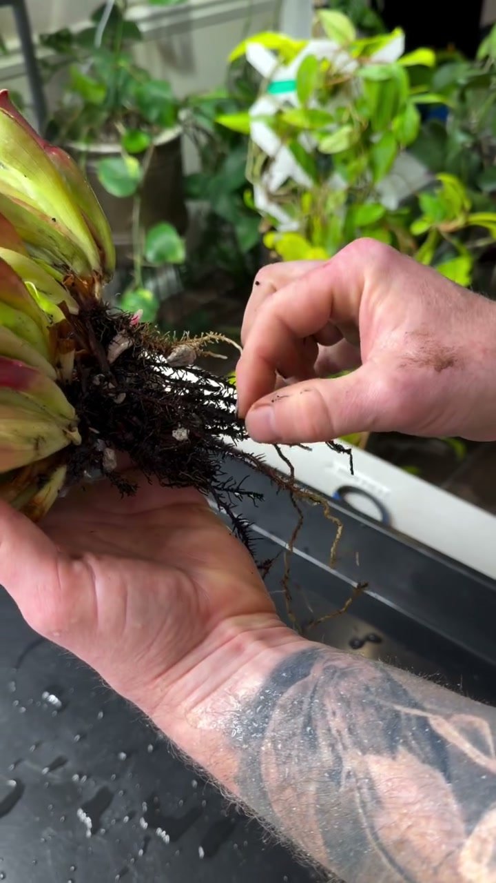 A Heliamphora clump held bare-root after rinsing, showing dark wiry roots