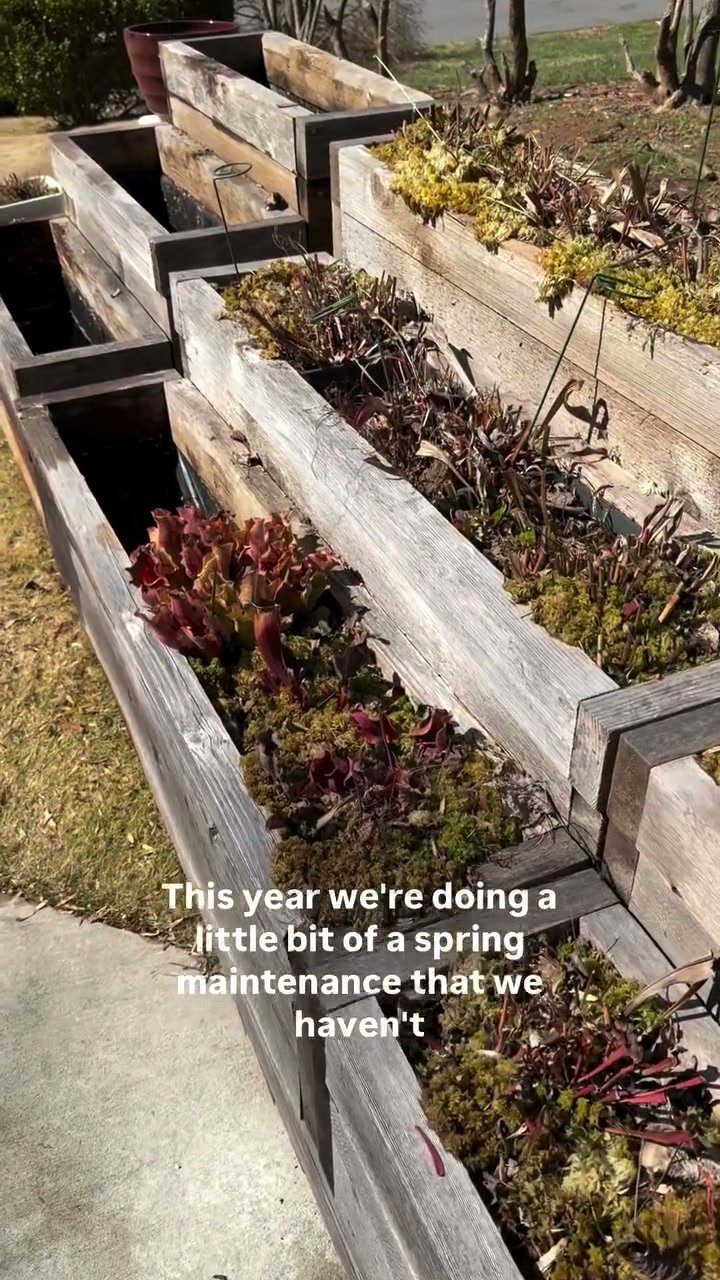 Cedar boxes of dormant Sarracenia in late winter before trimming
