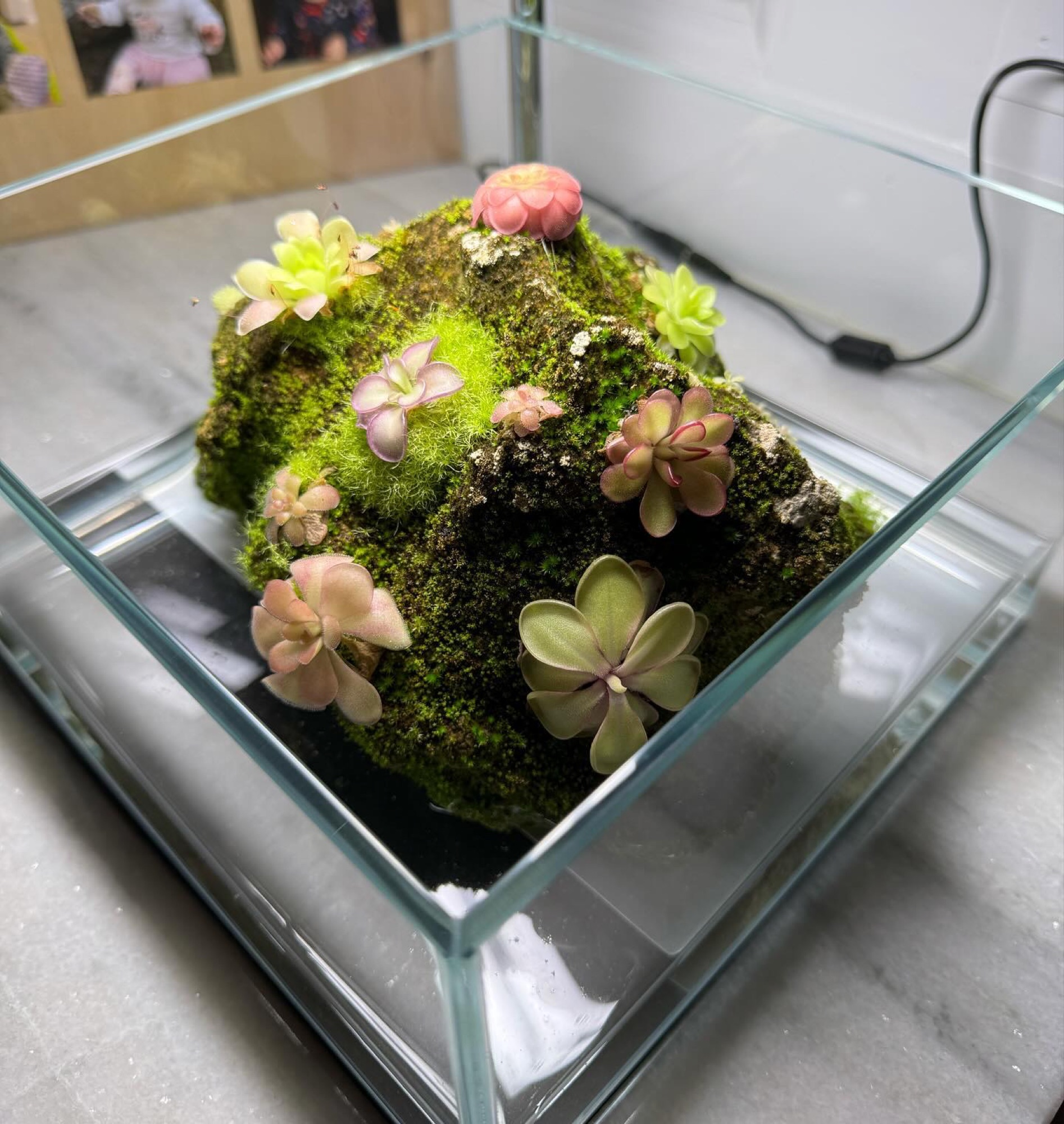 A Ping Rock — a mossy stone planted with Mexican butterwort rosettes in a glass dish