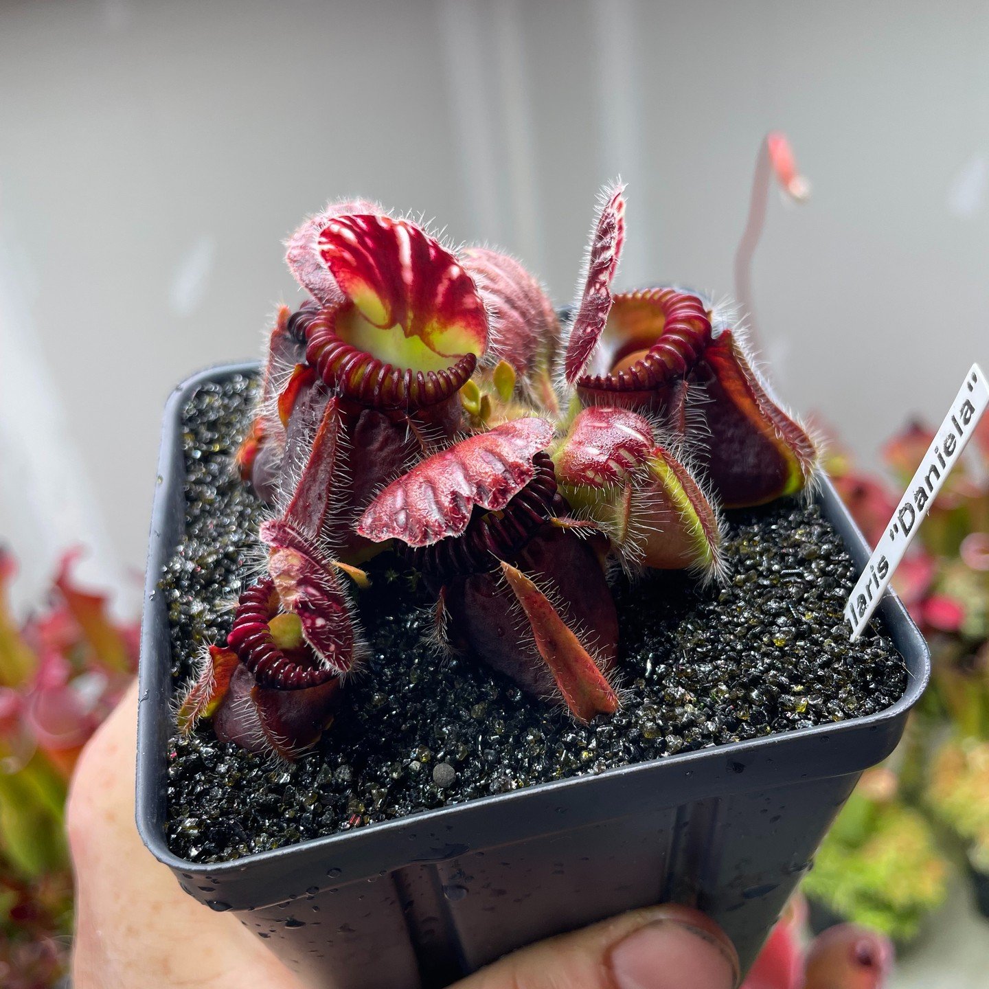 Cephalotus follicularis 'Daniela' in a pot of dark mineral media
