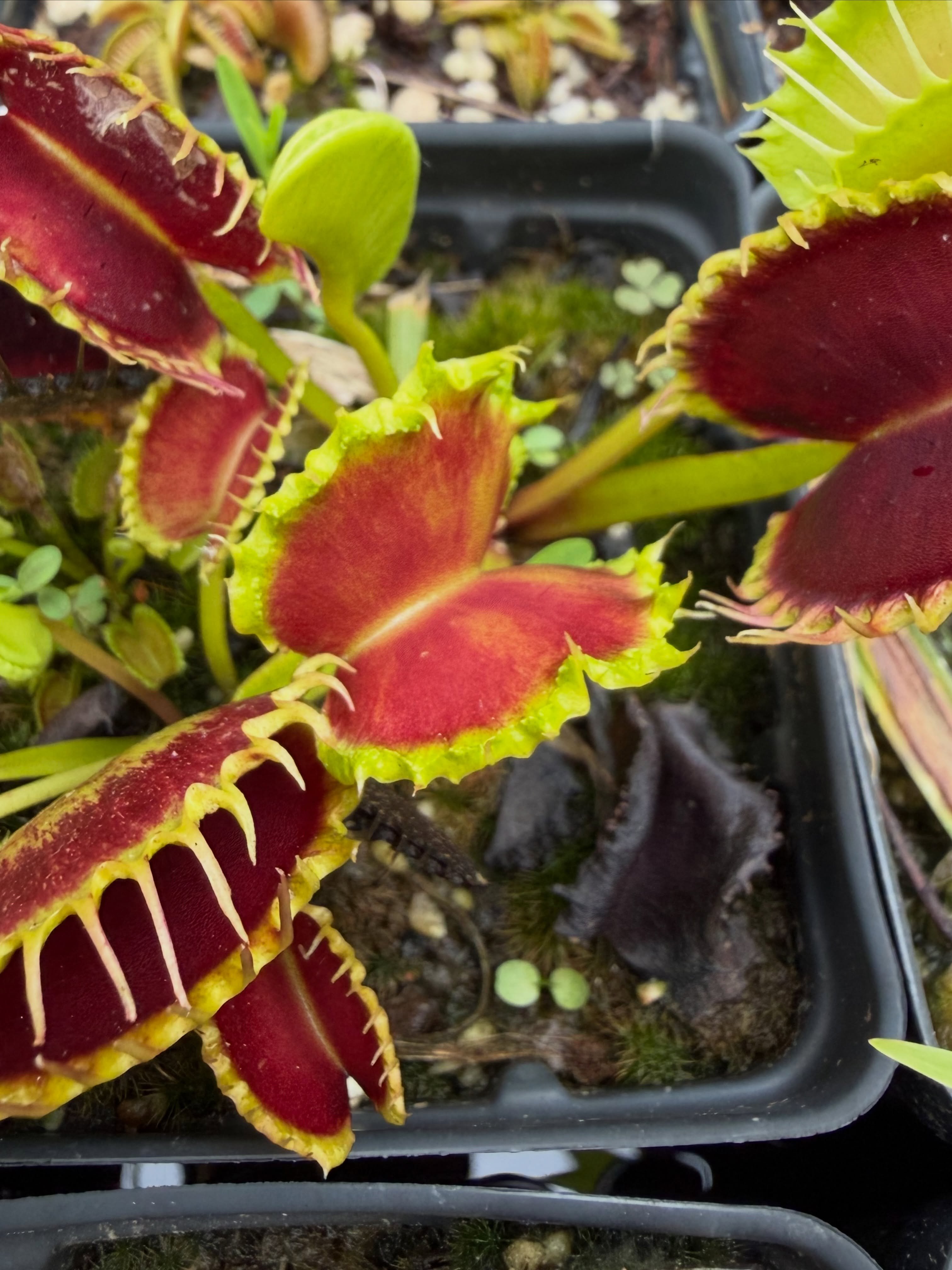 Red-trapped Venus flytraps growing in full summer sun