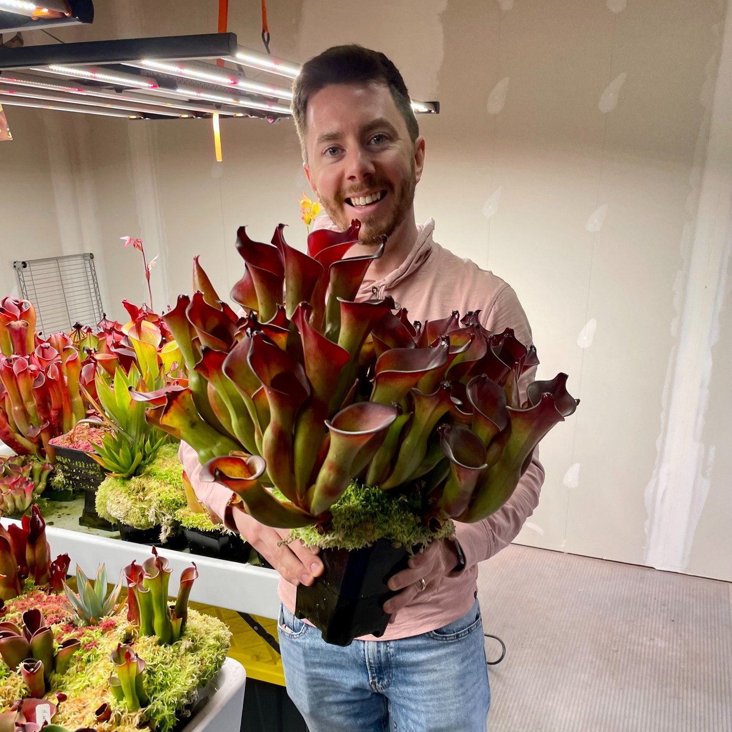 A grower holding a large Heliamphora clump before dividing