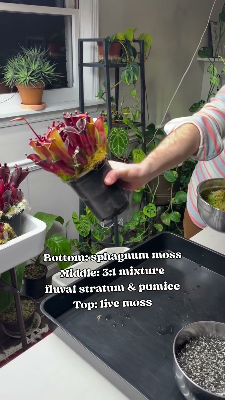 Potting materials laid out: sphagnum, a Fluval Stratum and pumice mix, and live moss