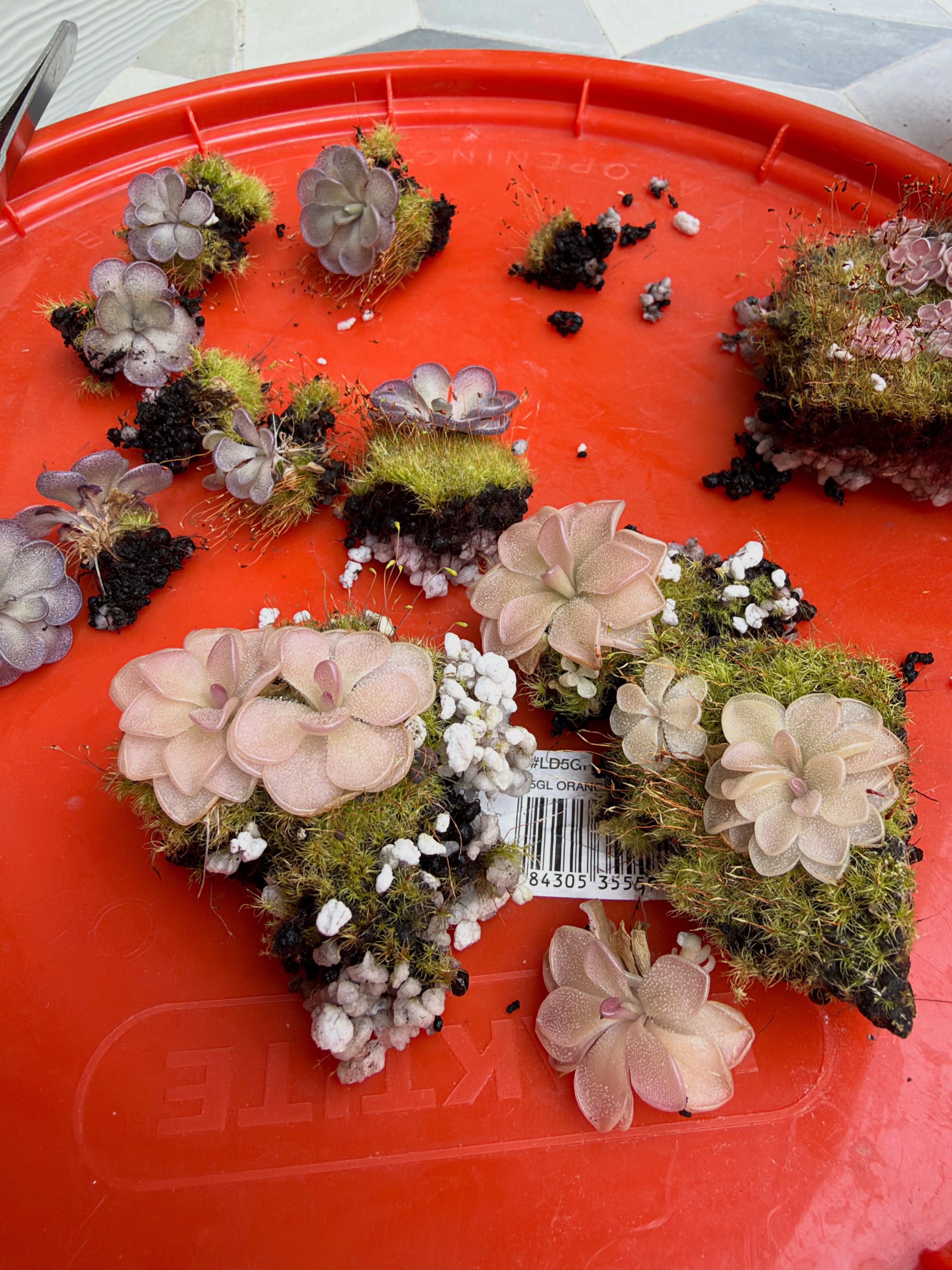 Mexican Pinguicula rosettes pulled apart during repotting, with star moss clumps
