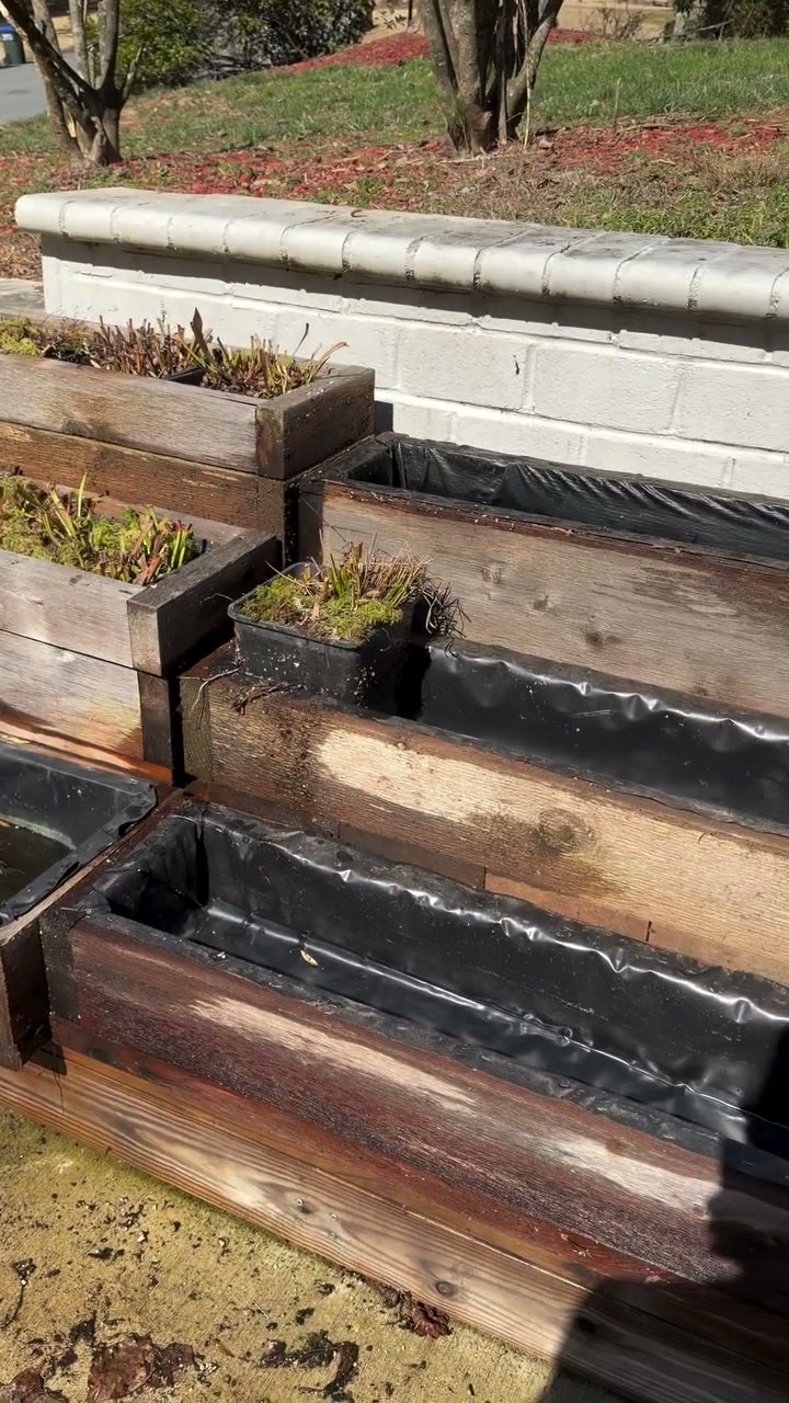 Potted Sarracenia standing in a cedar box lined with pond liner