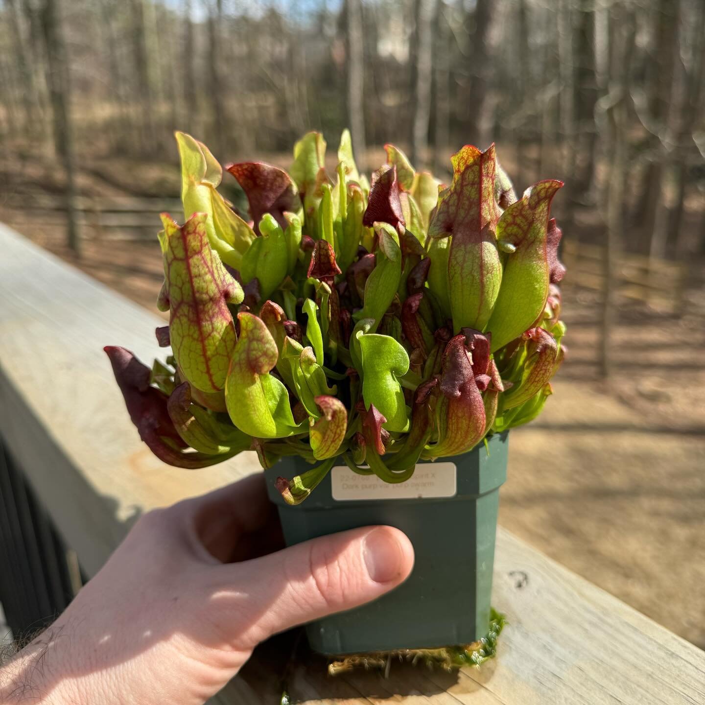 A pot of Sarracenia purpurea seedlings being repotted